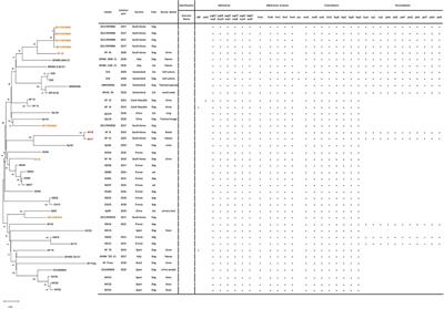 Multidrug-resistant CTX-M-15-positive Klebsiella pneumoniae ST 307 causing bacteremia via gut translocation in a dog